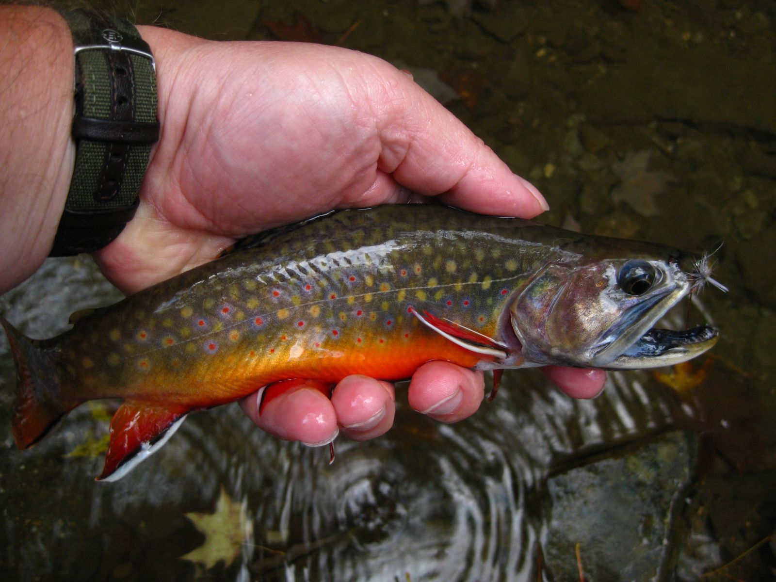 Brook Trout FWS Gov